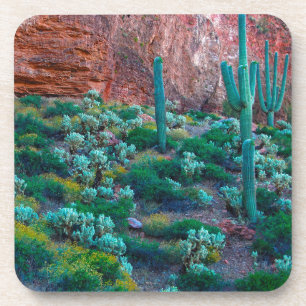 USA, Arizona. Wüstenflora Getränkeuntersetzer