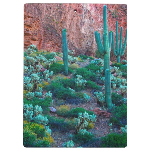 USA, Arizona. Wüstenflora Klemmbrett (Rückseite)