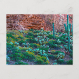 USA, Arizona. Wüstenflora Postkarte