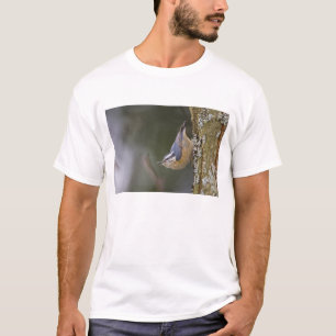 USA, Bundesstaat Washington, Kleiber mit roter Bru T-Shirt