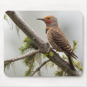 USA, Bundesstaat Washington. Männlicher Northern F Mousepad