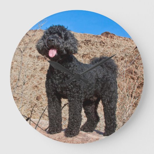 USA, California. Labradoodle Standing Große Wanduhr (Vorderseite)