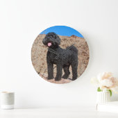 USA, California. Labradoodle Standing Große Wanduhr (Zuhause)