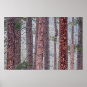 USA, California, Yosemite National Park Poster