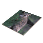 USA, CO, Colorado Springs. Große Hornschale Fliese (Seite)