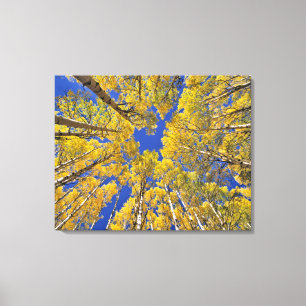 USA, Colorado, Aspen area. Aspen Wald im Herbst Leinwanddruck