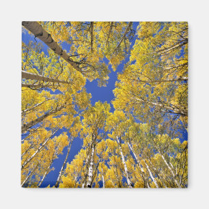 USA, Colorado, Aspen area. Aspen Wald im Herbst Magnet