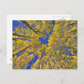 USA, Colorado, Aspen area. Aspen Wald im Herbst Postkarte (Vorne/Hinten)