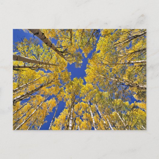 USA, Colorado, Aspen area. Aspen Wald im Herbst Postkarte (Vorderseite)