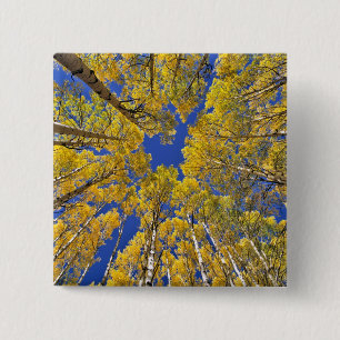 USA, Colorado, Aspen area. Aspenwald im Herbst Button