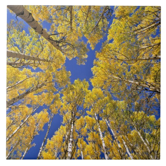 USA, Colorado, Aspen area. Aspenwald im Herbst Fliese (Vorderseite)