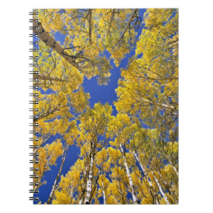 USA, Colorado, Aspen area. Aspenwald im Herbst Notizblock