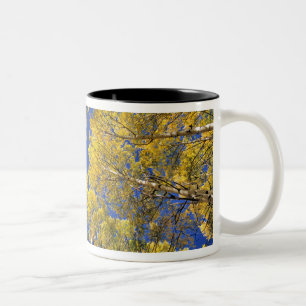 USA, Colorado, Aspen area. Aspenwald im Herbst Zweifarbige Tasse