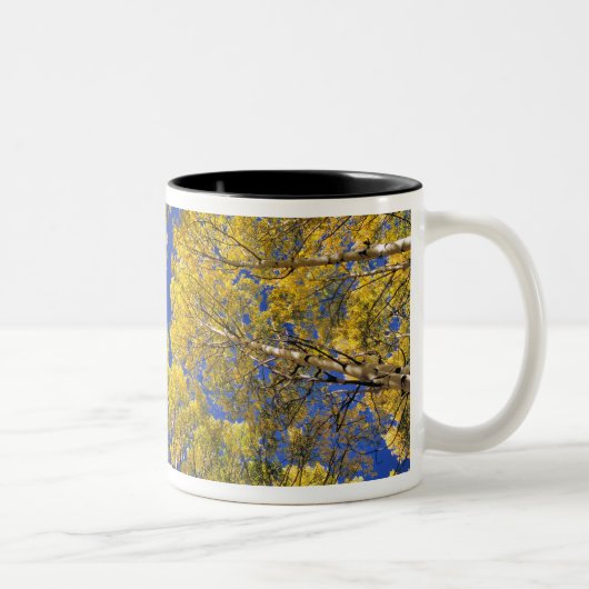 USA, Colorado, Aspen area. Aspenwald im Herbst Zweifarbige Tasse (Rechts)