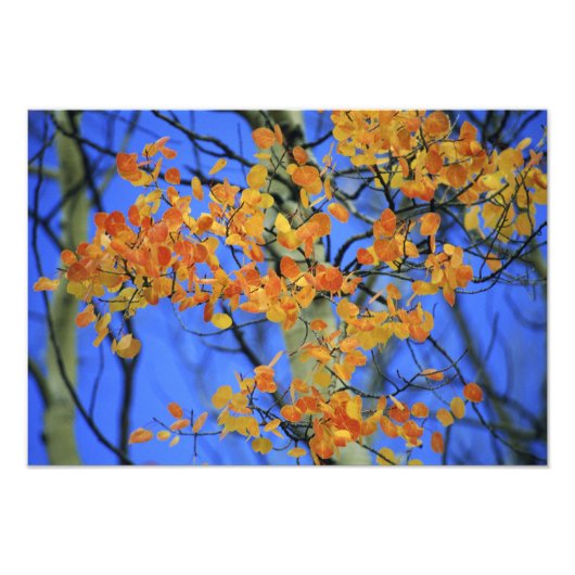 USA, Colorado Aspen-Blätter, die Fotodruck (Vorne)