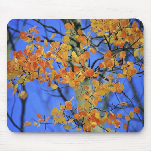 USA, Colorado. Aspen-Blätter, die Mousepad (Vorne)