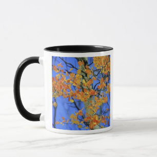 USA, Colorado. Aspen-Blätter, die Tasse