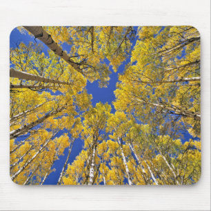 USA, Colorado, Aspen-Gebiet. Espenwald im Herbst Mousepad
