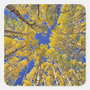 USA, Colorado, Aspen-Gebiet. Espenwald im Herbst Quadratischer Aufkleber