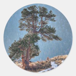 USA, Colorado, Baum in Estes Park Runder Aufkleber