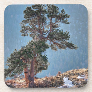 USA, Colorado, Baum in Estes Park Untersetzer