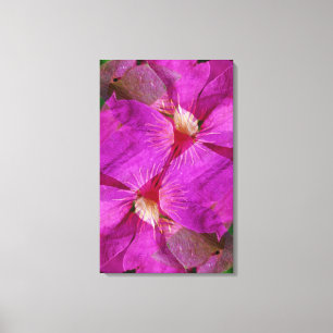 USA, Colorado, Boulder. Blume Clematis Leinwanddruck