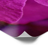 USA, Colorado, Boulder. Blume Clematis Poster (Ecke)