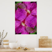 USA, Colorado, Boulder. Blume Clematis Poster (Küche)