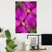 USA, Colorado, Boulder. Blume Clematis Poster (Heimbüro)