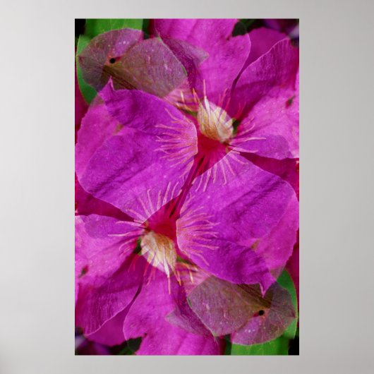 USA, Colorado, Boulder. Blume Clematis Poster (Vorne)