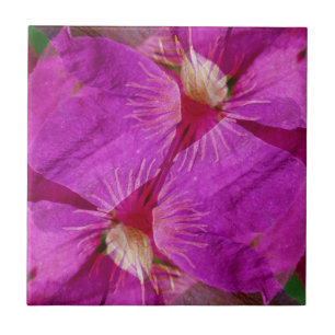 USA, Colorado, Boulder. Clematis-Blumenmontage Fliese