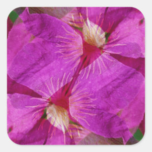 USA, Colorado, Boulder. Clematis-Blumenmontage Quadratischer Aufkleber