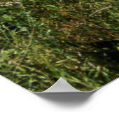 USA, Colorado, Boulder. Flatironen und Mohnblumen Poster (Ecke)