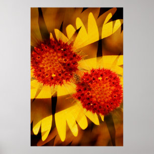 USA, Colorado, Boulder. Gaillardia flower Poster