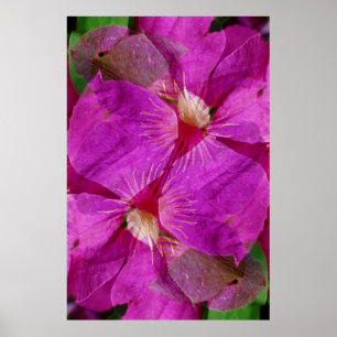 USA, Colorado, Boulder. Montage der Blume Clematis Poster