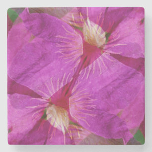 USA, Colorado, Boulder. Montage der Blume Clematis Steinuntersetzer