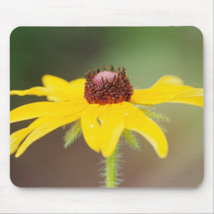 USA, Colorado, Boulder. Nahaufnahme einer Sonnenbl Mousepad