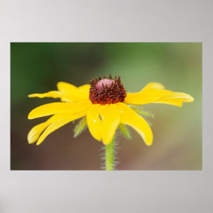USA, Colorado, Boulder. Sonnenblume nah Poster