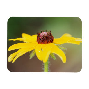 USA, Colorado, Boulder. Sonnenblume nah-up Magnet