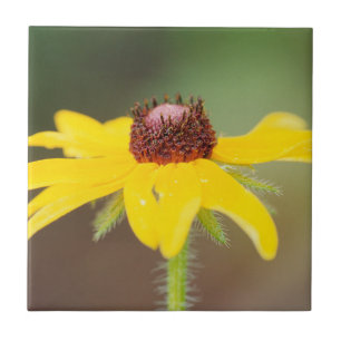 USA, Colorado, Boulder. Sonnenblume Nahaufnahme Fliese