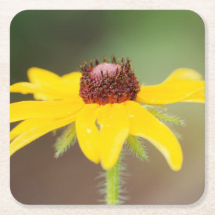 USA, Colorado, Boulder. Sonnenblume Nahaufnahme Rechteckiger Pappuntersetzer