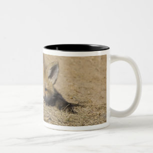 USA, Colorado, Breckenridge. Alarmierender Rotfuch Zweifarbige Tasse