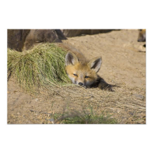 USA, Colorado, Breckenridge. Alarmierter Fuchs Fotodruck