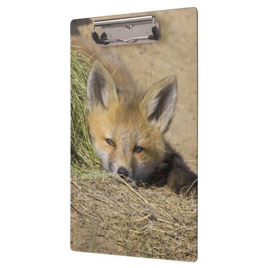 USA, Colorado, Breckenridge. Alarmierter Fuchs Klemmbrett (Links)