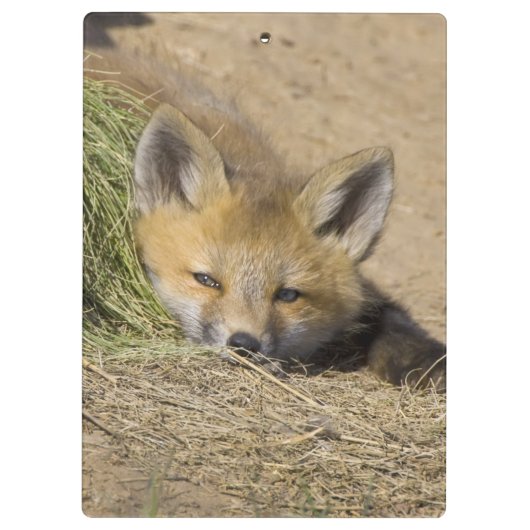 USA, Colorado, Breckenridge. Alarmierter Fuchs Klemmbrett (Rückseite)