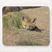 USA, Colorado, Breckenridge. Alarmierter Fuchs Mousepad (Vorne)