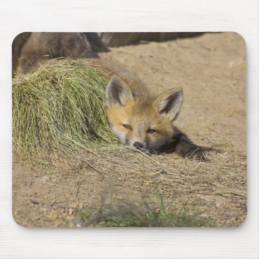 USA, Colorado, Breckenridge. Alarmierter Fuchs Mousepad (Vorne)