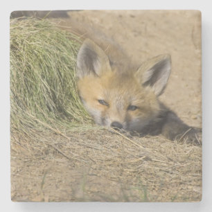 USA, Colorado, Breckenridge. Alarmierter Rotfuchs Steinuntersetzer