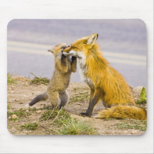USA, Colorado, Breckenridge. Mutter von Rotfuchs 2 Mousepad