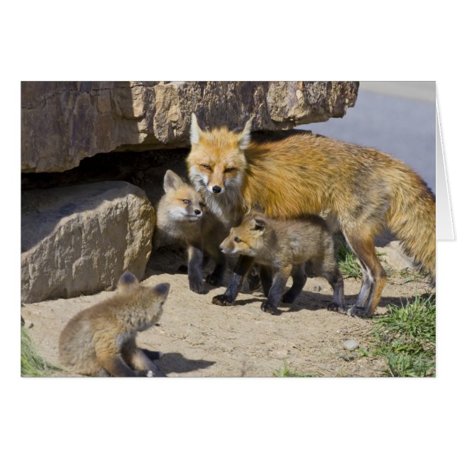 USA, Colorado, Breckenridge. Mutter von Rotfuchs 4 (Vorderseite (Horizontal))